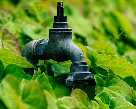 tap-in-garden