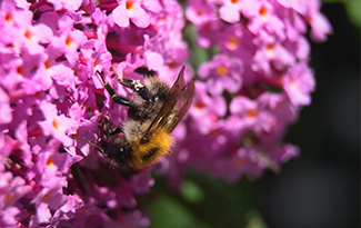 flowers-with-a-bee